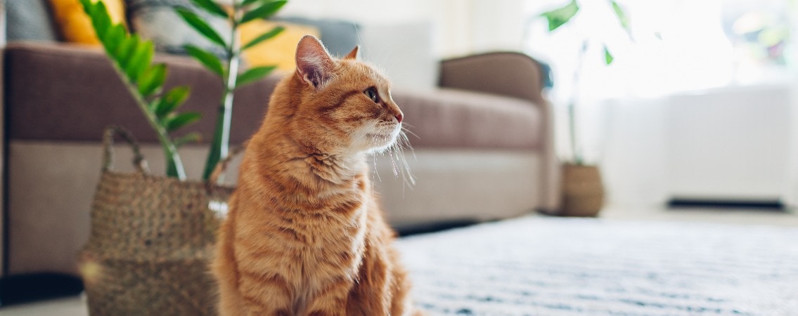 Katze sitzt in einer Mietwohnung